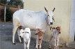 UID numbers for cows to curb cattle trafficking: Centre to SC